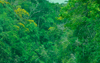 Banner da Redd+ Manoa
