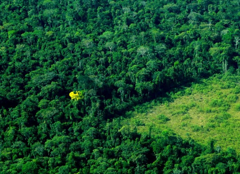 Imagem de Governo de RO assume papel estratégico no enfrentamento do desmatamento da Amazônia Legal