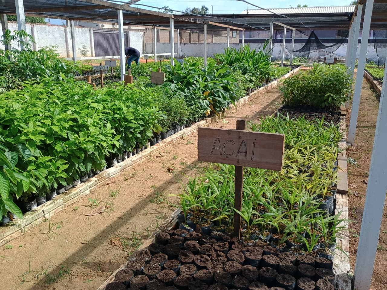 Imagem de Viveiro florestal é entregue pelo governo de RO em Nova Mamoré e fomenta ações ambientais no município