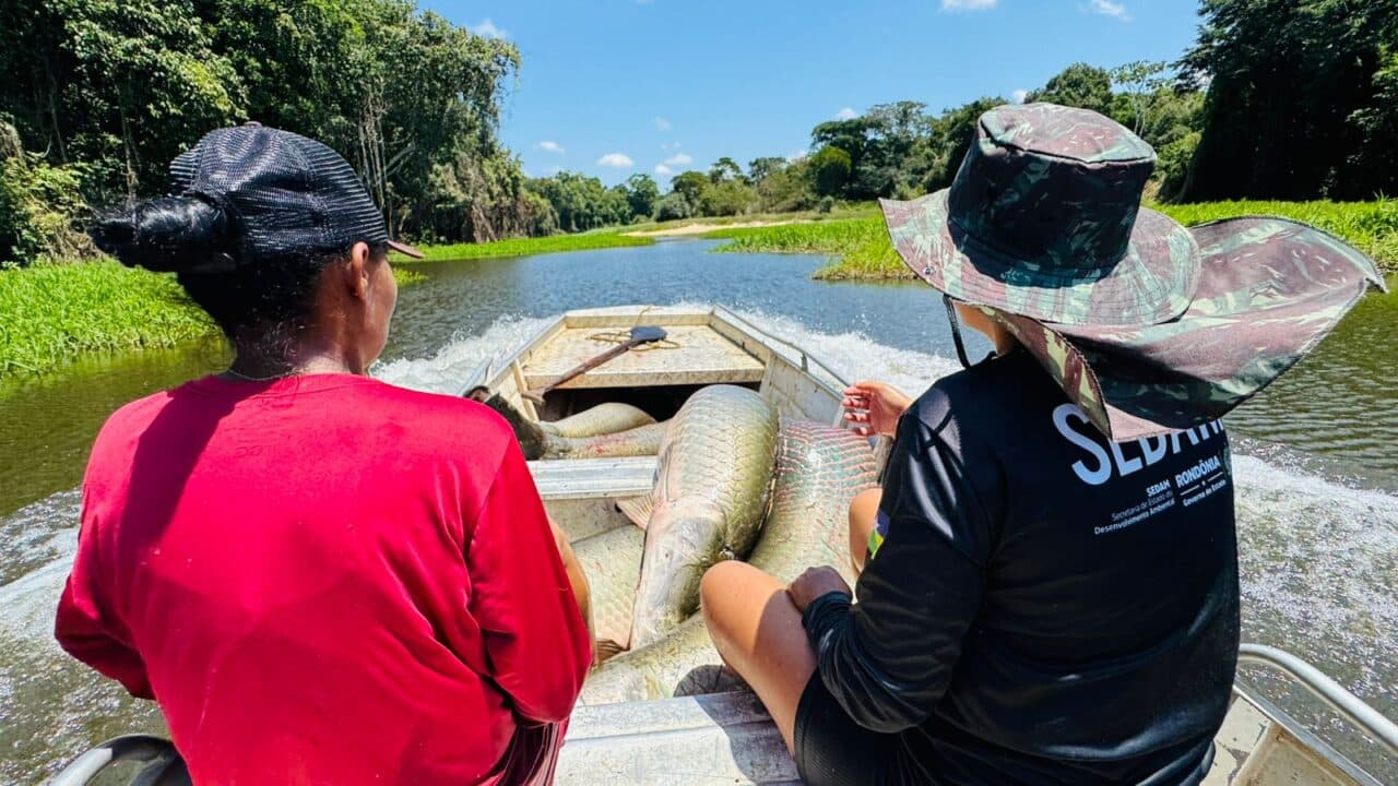 Imagem de Segunda etapa da pesca manejada 2025 envolve comunidade e retira mais de 2,5 toneladas de peixes do Rio Cautário