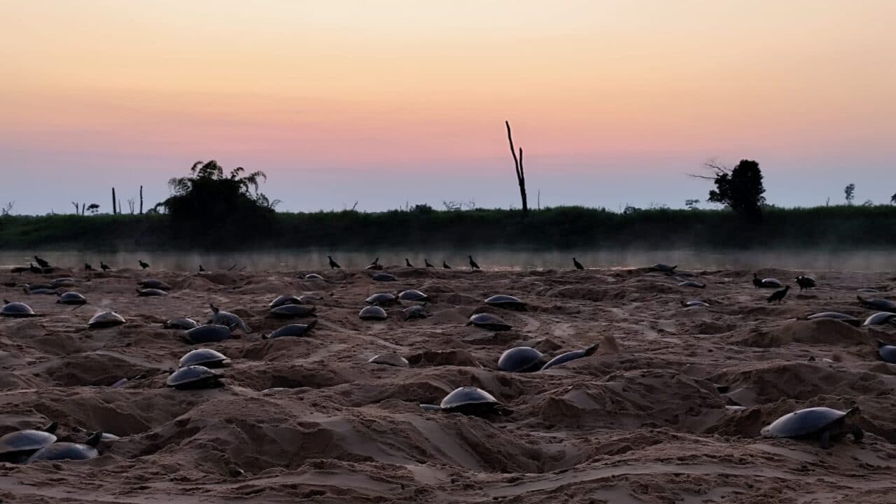 Imagem de Governo de RO reforça conservação da biodiversidade com monitoramento das tartarugas-da-Amazônia no Parque Estadual Corumbiara